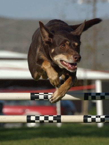 Dog flying over agility jump