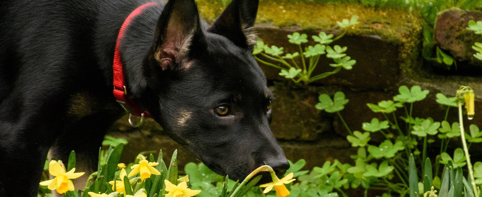 Black puppy with red collar smelling yellow flowers