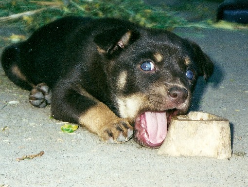 Puppy with blue eyes chewing on big bone