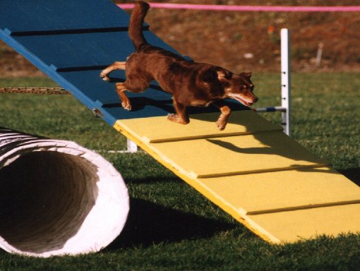 Agility dog hitting the contact on A-frame